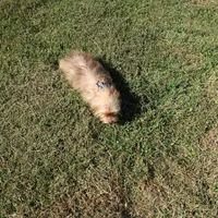 EXCELLENT QUALITY , a male Yorkshire Terrier for sale in Springfield, KY – 3 of 4