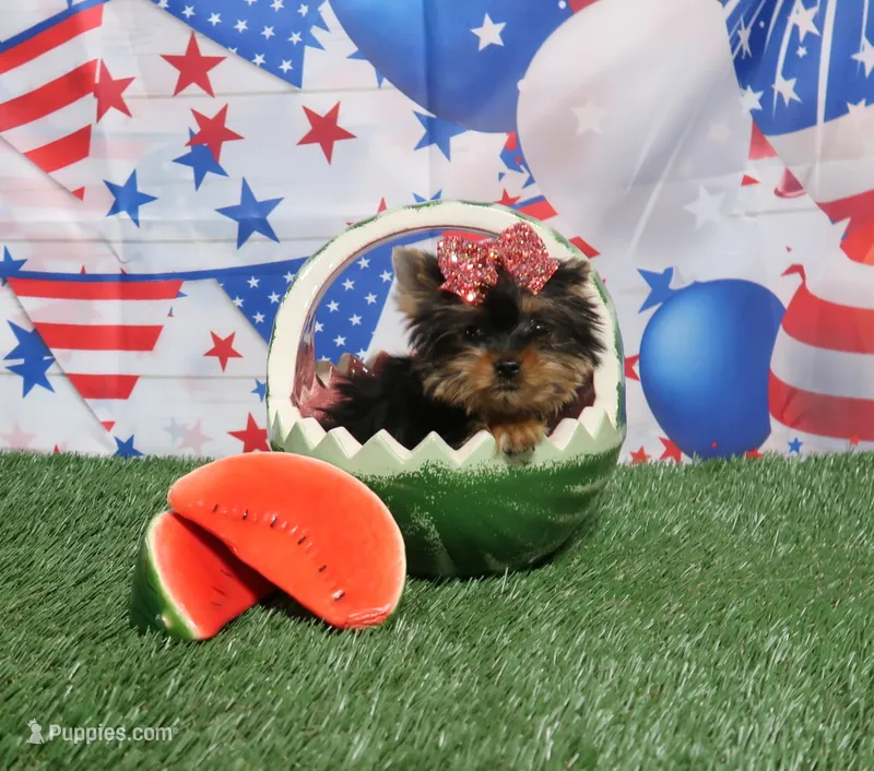 Red Bow Toy size – Yorkshire Terrier puppy for sale in Springfield, KY