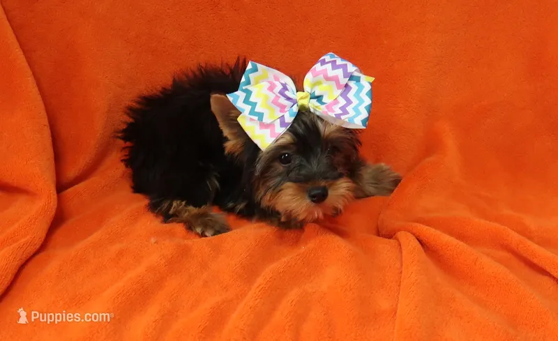 Happy Gal – Yorkshire Terrier puppy for sale in Springfield, KY