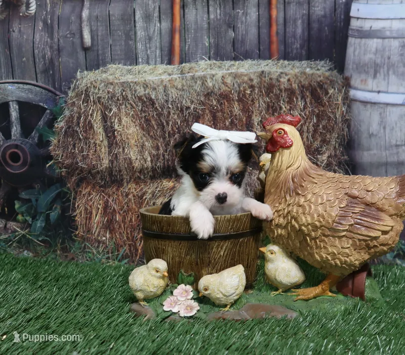 Sprinkles Tiny Gal – Yorkshire Terrier puppy for sale in Springfield, KY