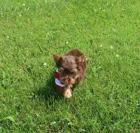 Chocolate Kiss, a female Yorkshire Terrier for sale in Springfield, KY – 4 of 4