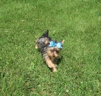 1 Bright Blue eye!, a female Yorkshire Terrier for sale in Springfield, KY – 2 of 4