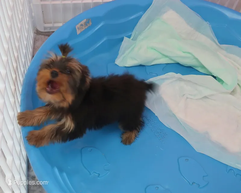 Toy Female – Yorkshire Terrier puppy for sale in Springfield, KY