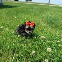 Black/Tan Female, a female Yorkipoo for sale in Springfield, KY – 1 of 1