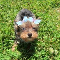 1 Bright Blue Eye!, a female Yorkshire Terrier for sale in Springfield, KY – 1 of 2