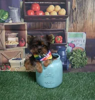 Tiny Tiny Boy, a male Yorkshire Terrier for sale in Springfield, KY – 1 of 1
