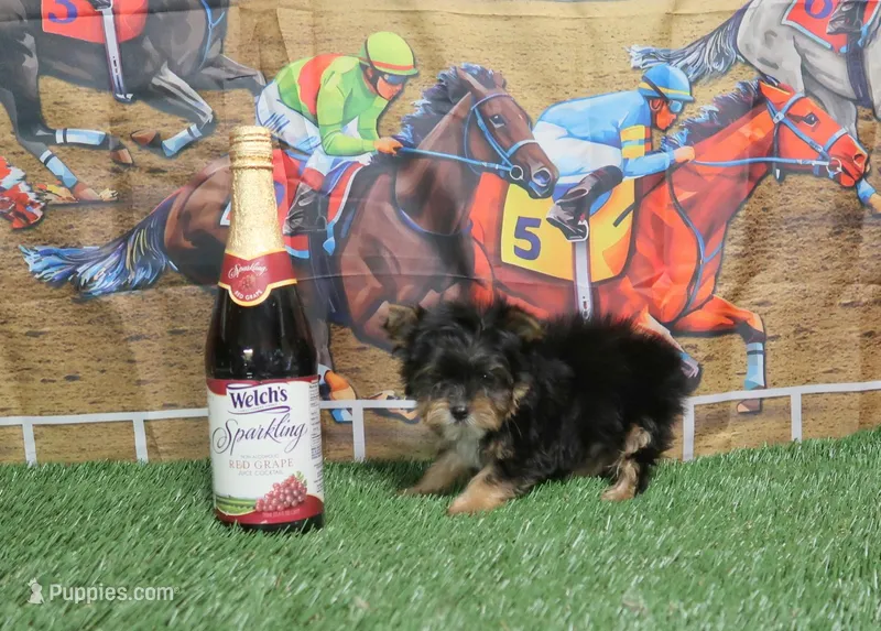 Traditional Male – Yorkshire Terrier puppy for sale in Springfield, KY