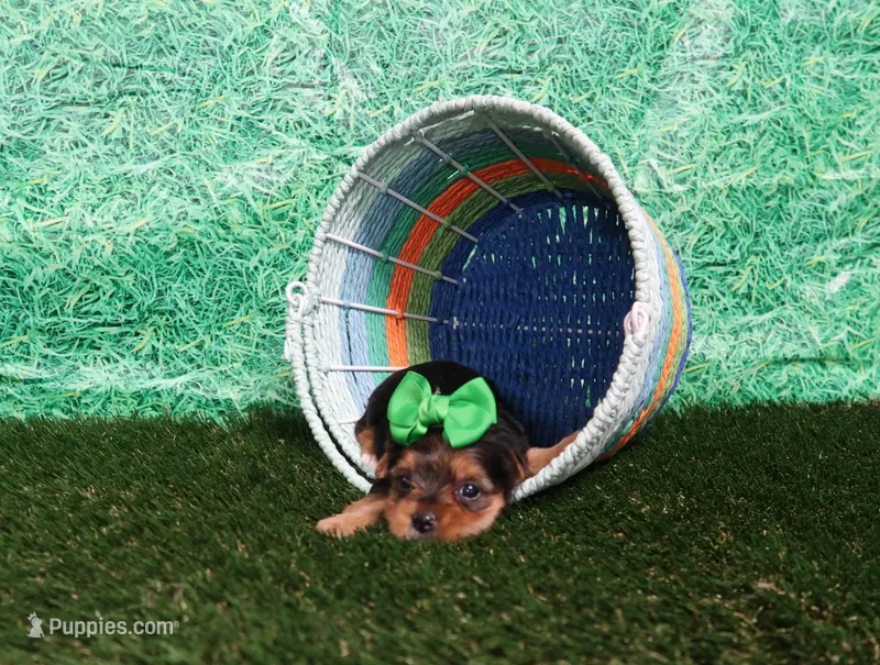 Naomi Female – Yorkshire Terrier puppy for sale in Springfield, KY