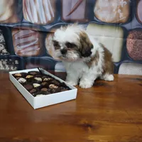 Tri Male, a male Shih Tzu for sale in Springfield, KY – Photo 1 of 2