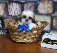 Tri Male, a male Shih Tzu for sale in Springfield, KY – Photo 2 of 2