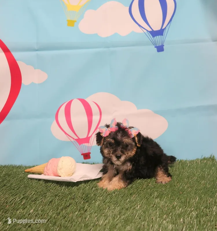 Veronica Female #2 – Yorkshire Terrier, Poodle - Toy  puppy for sale in Springfield, KY