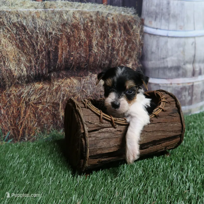 Sprinkles Tiny Guy – Yorkshire Terrier puppy for sale in Springfield, KY