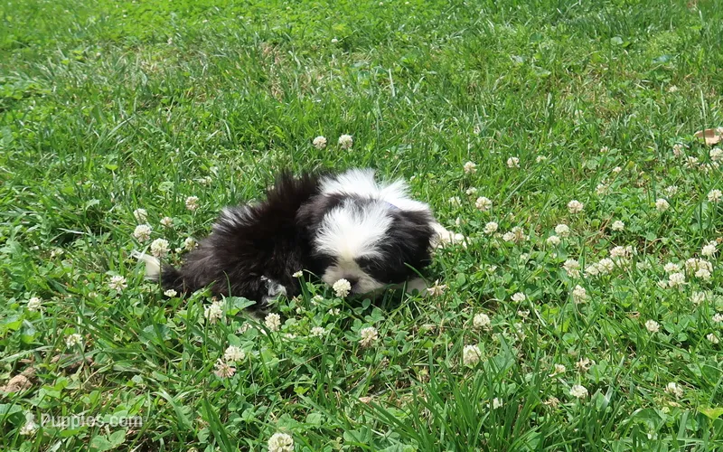Blk/Wht M – Shih Tzu puppy for sale in Springfield, KY