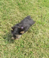 You name me, a male Yorkshire Terrier for sale in Springfield, KY – 3 of 3