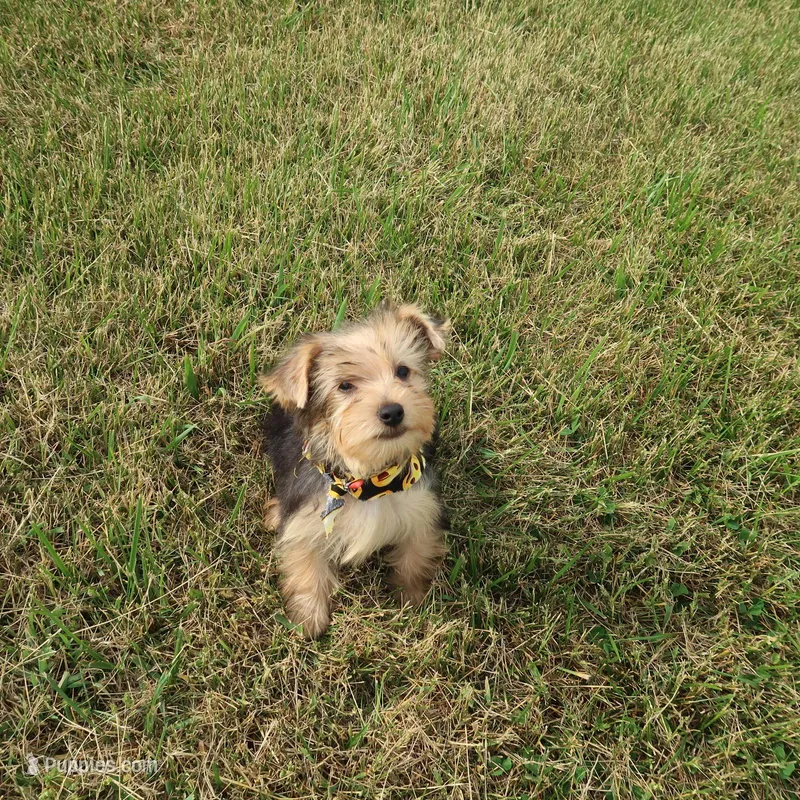 No one wants me – Yorkshire Terrier puppy for sale in Springfield, KY