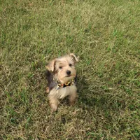 No one wants me, a male Yorkshire Terrier for sale in Springfield, KY – Photo 1 of 3
