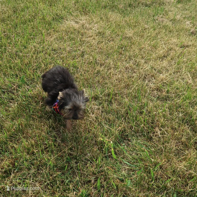 No one wants me – Yorkshire Terrier puppy for sale in Springfield, KY