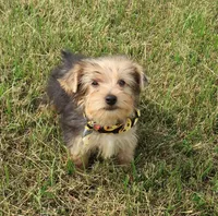 No one wants me, a male Yorkshire Terrier for sale in Springfield, KY – Photo 3 of 3