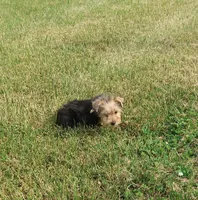 No one wants me, a male Yorkshire Terrier for sale in Springfield, KY – Photo 2 of 3