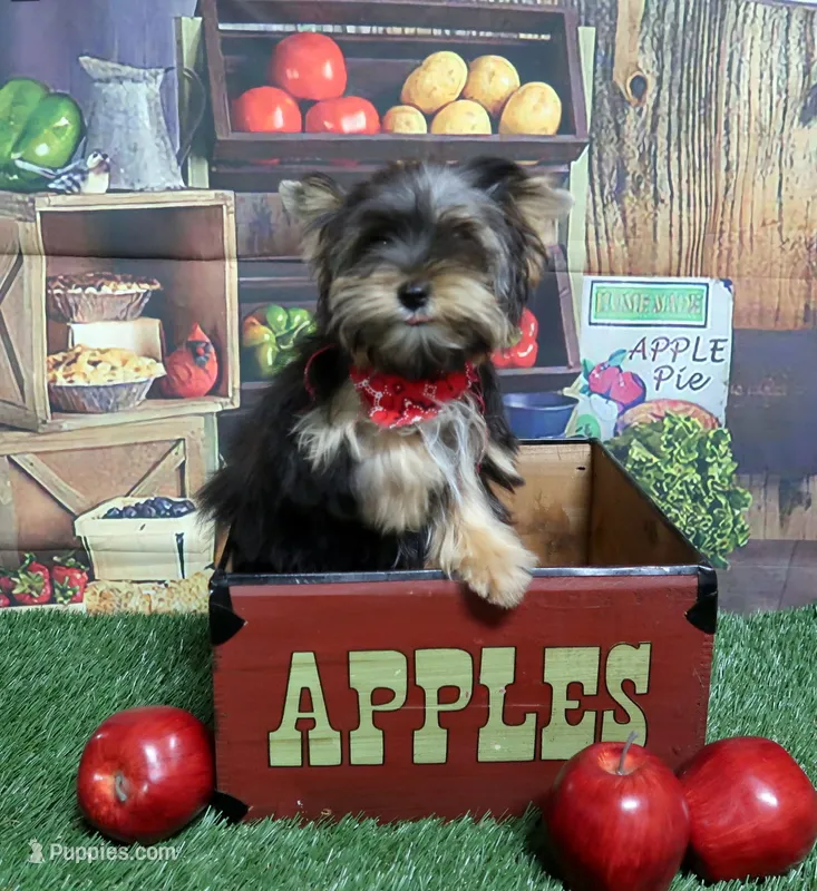 Tiny Male – Yorkshire Terrier puppy for sale in Springfield, KY