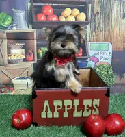 Tiny Male, a male Yorkshire Terrier for sale in Springfield, KY – 1 of 1