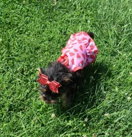 Merle Bloodline, a female Yorkshire Terrier for sale in Springfield, KY – 3 of 3