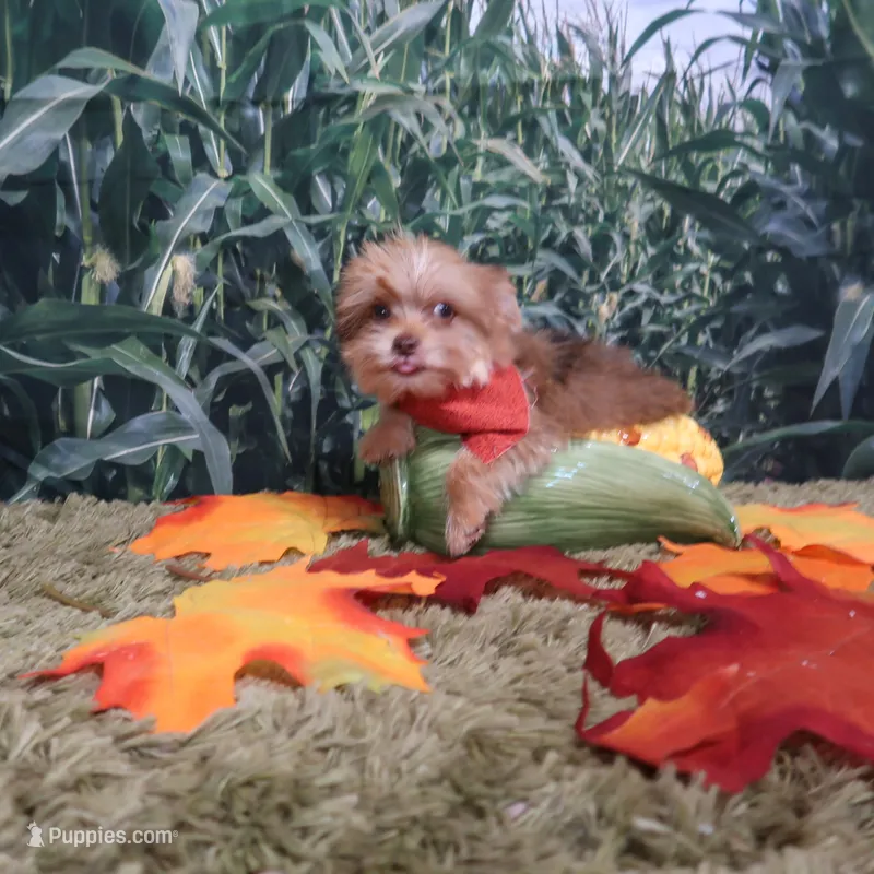Bright Blue Eye! – Yorkshire Terrier puppy for sale in Springfield, KY