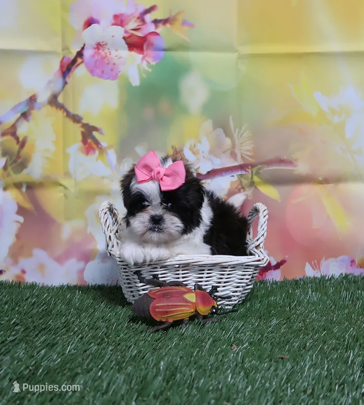 Pink Bow – Shih Tzu puppy for sale in Springfield, KY