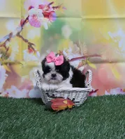 Pink Bow, a female Shih Tzu for sale in Springfield, KY – 1 of 2