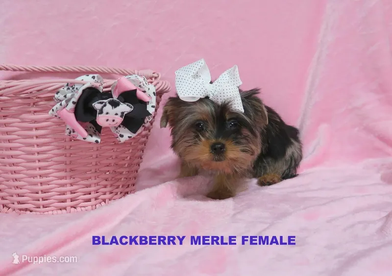 Female Blackberry Merle