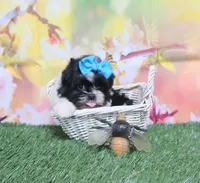 Blue Bow, a female Shih Tzu for sale in Springfield, KY – 1 of 2