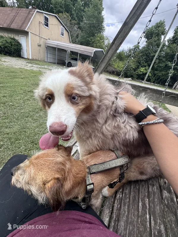 Kuma, a male Australian Shepherd for sale in Kernersville, NC – 1 of 3