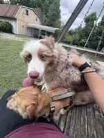 Kuma, a male Australian Shepherd for sale in Kernersville, NC – 1 of 3