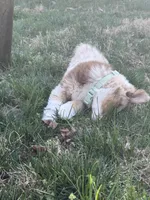 Kuma, a male Australian Shepherd for sale in Kernersville, NC – 2 of 3