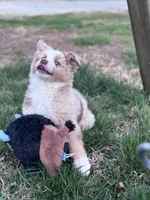 Kuma, a male Australian Shepherd for sale in Kernersville, NC – 3 of 3