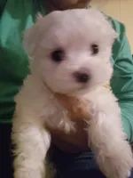 Yellow Female , a female Maltese for sale in Granite Falls, NC – 2 of 7