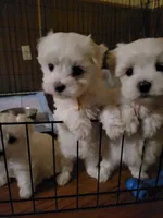 Yellow Female , a female Maltese for sale in Granite Falls, NC – 5 of 7