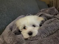 Pink collar, a female Maltese for sale in Granite Falls, NC – 2 of 9