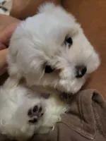 Pink collar, a female Maltese for sale in Granite Falls, NC – 8 of 9