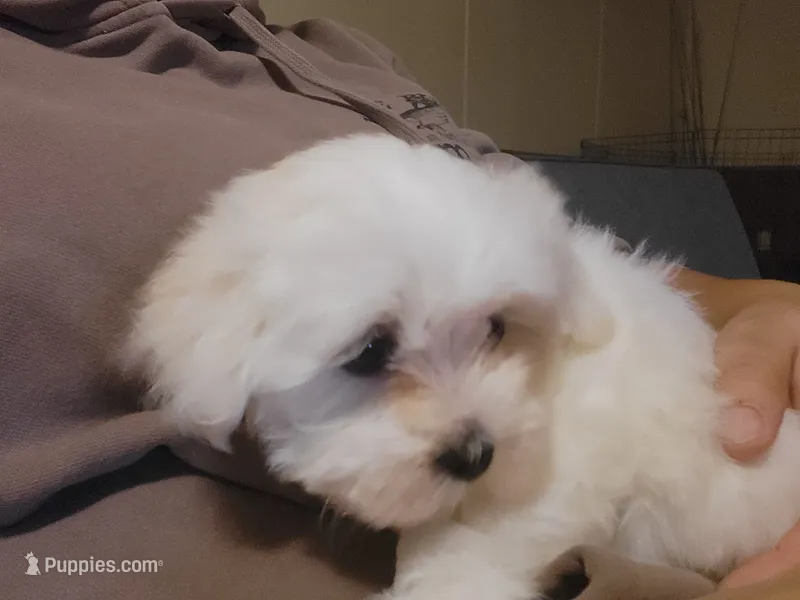 Pink collar – Maltese puppy for sale in Granite Falls, NC