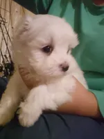 Yellow Female , a female Maltese for sale in Granite Falls, NC – 1 of 7