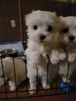 Yellow Female , a female Maltese for sale in Granite Falls, NC – 4 of 7