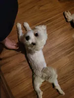 Pink collar, a female Maltese for sale in Granite Falls, NC – 3 of 9