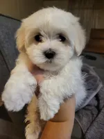 Pink collar, a female Maltese for sale in Granite Falls, NC – 6 of 9