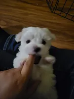 Yellow Female , a female Maltese for sale in Granite Falls, NC – 6 of 7