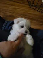 Yellow Female , a female Maltese for sale in Granite Falls, NC – 3 of 7