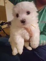 Yellow Female , a female Maltese for sale in Granite Falls, NC – 7 of 7