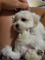 Pink collar, a female Maltese for sale in Granite Falls, NC – 7 of 9