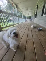 Pink collar, a female Maltese for sale in Granite Falls, NC – 4 of 9