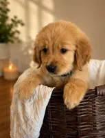 Bailey, a male Golden Retriever for sale in Victorville, CA – 3 of 6